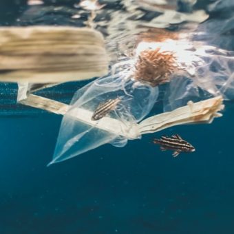 naja bertolt jensen IUBc0cxN7Lc unsplash naja bertolt jensen IUBc0cxN7Lc unsplash
