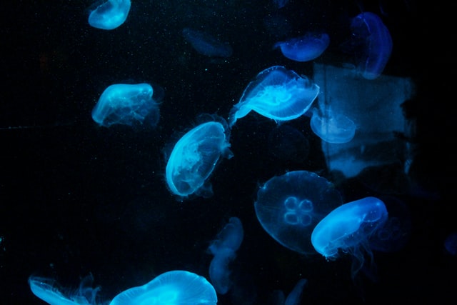 ned daniels dr 9oxbVnuc unsplash